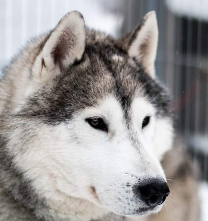 Schlittenhunde-Workshop in Österreich