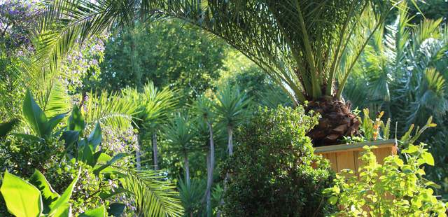 Mediterraner Hotelgarten mit vielen exotischen Pflanzen im Landhotel Am Rothenberg