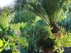 Mediterraner Hotelgarten mit vielen exotischen Pflanzen im Landhotel Am Rothenberg