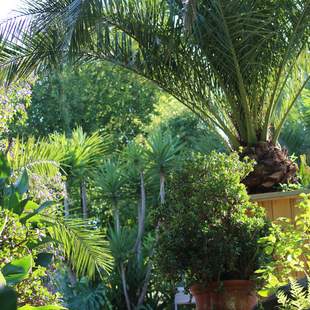 Mediterraner Hotelgarten mit vielen exotischen Pflanzen im Landhotel Am Rothenberg