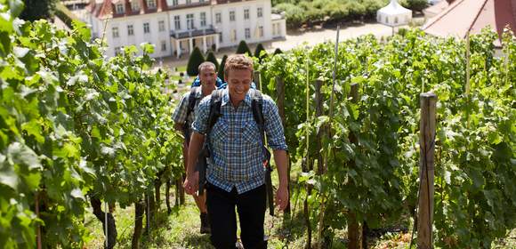 Kulinarische Weinwanderung in Radebeul