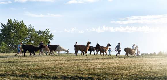 Wir sind das Team - unterwegs mit Lamas