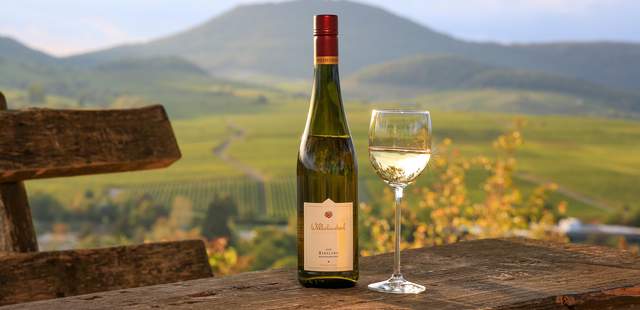 Picknick Im Weinberg virtuelle Weinwanderung