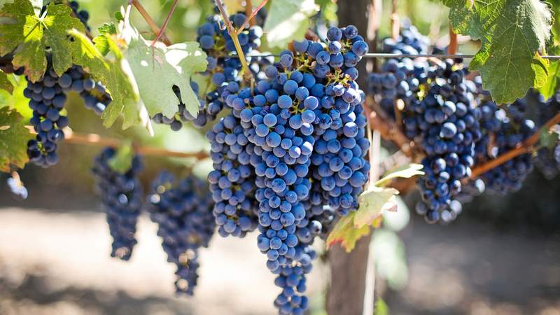 Weinwandern im Odenwald