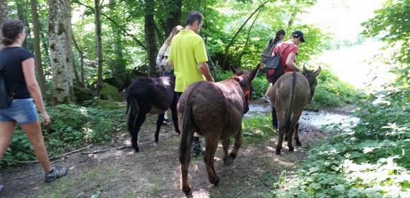 Eselwandern im Bayerischen Wald