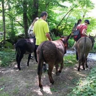 Eselwandern im Bayerischen Wald