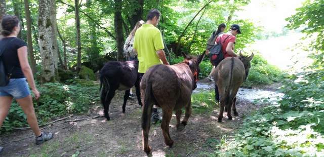 Eselwandern im Bayerischen Wald