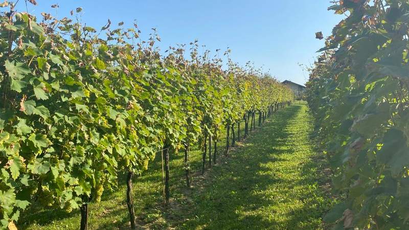 Weinberg Varazdin