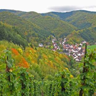 Weinlese im Goldenen Oktober / Ahrtal