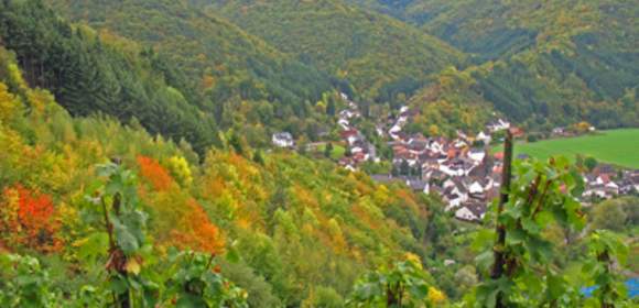 Weinlese im Goldenen Oktober / Ahrtal