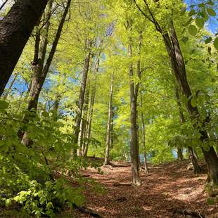 WaldBaden in den Wäldern Berlins- Geocaching+