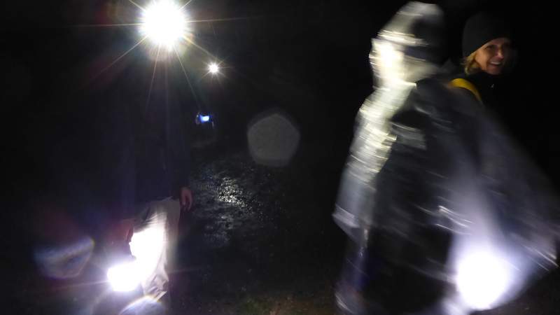 Nachts im Wald