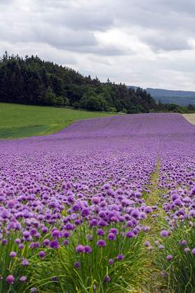 Taunus - Raum Frankfurt