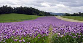 Taunus - Teambuilding