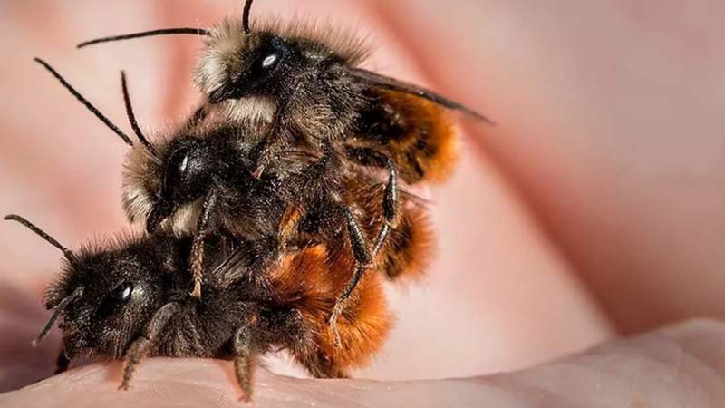 SAVE THE BEE - wir retten 1 Mio Insekten