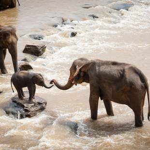 Elefanten bei einer Safari Elefanten-Familie am Fluss