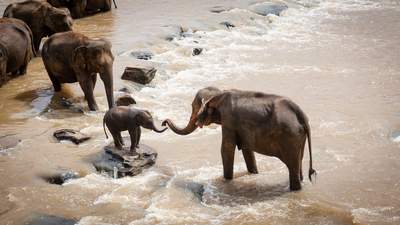 Elefanten-Familie am Fluss
