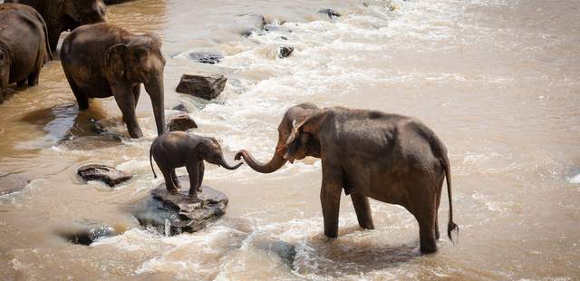 Elefanten bei einer Safari Elefanten-Familie am Fluss