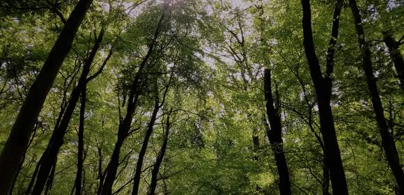 Waldbaden - Achtsamkeitstraining in der Natur