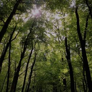 Waldbaden - Achtsamkeitstraining in der Natur