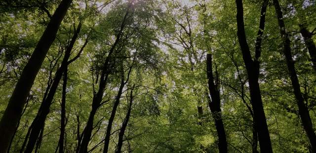 Waldhafen