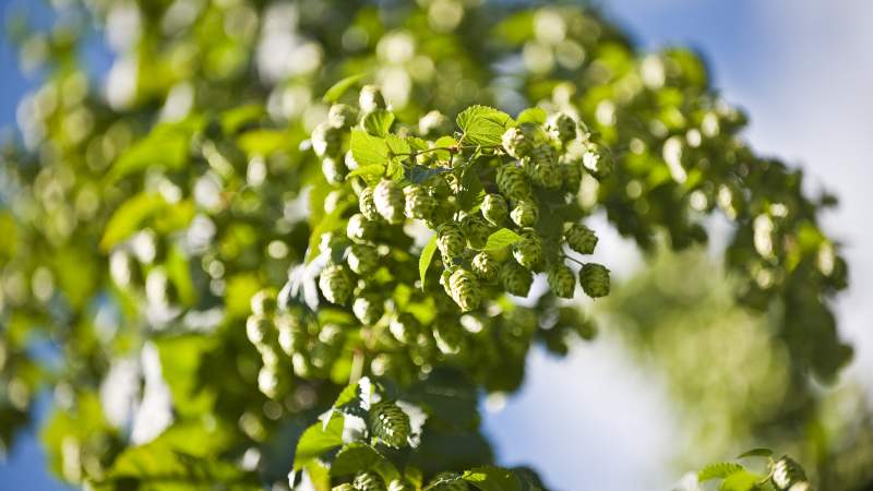 Im Reich des Hopfens