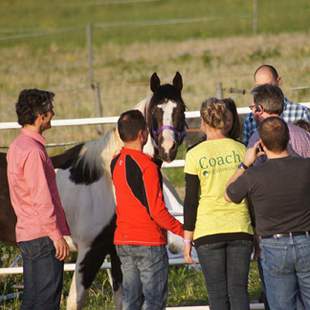 Erlebnis-Teamtag mit Pferden