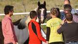 Führungstraining mit Pferden