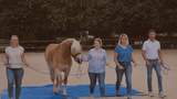 Teambuilding mit Pferden