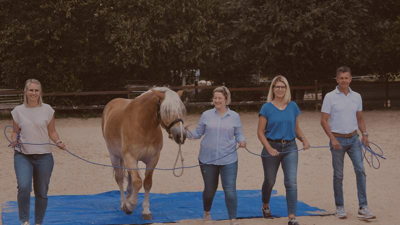 Teambuilding mit Pferden Teambuilding mit Pferden