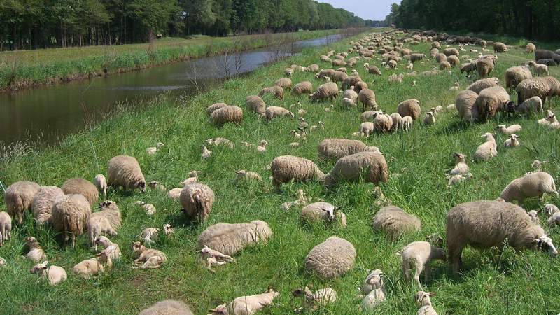 Paddeln im Spreewald