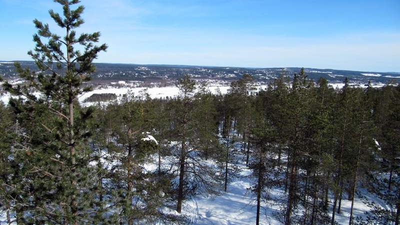 Waldgebiet in finnisch Lappland im Winter