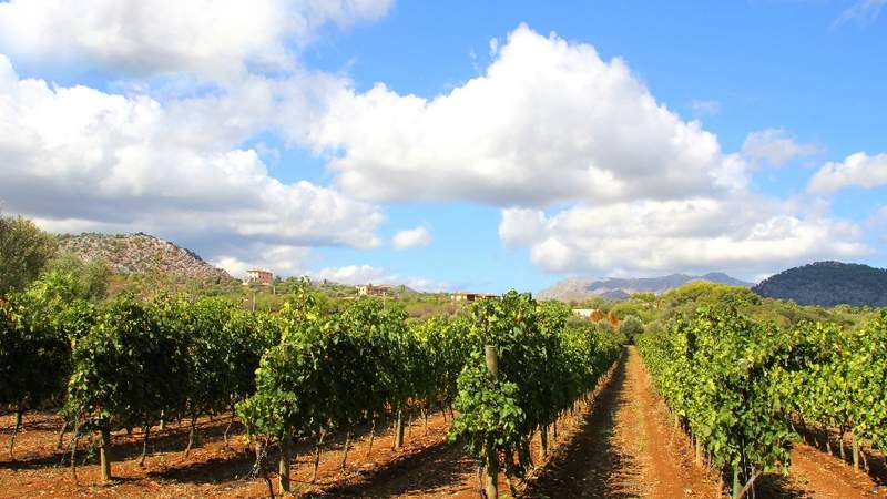 Mallorca Bodega-Besichtigung mit Winetasting