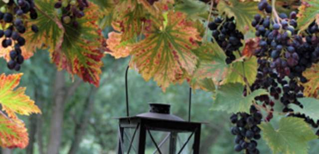 “Wein & Wandern” im Ahrtal