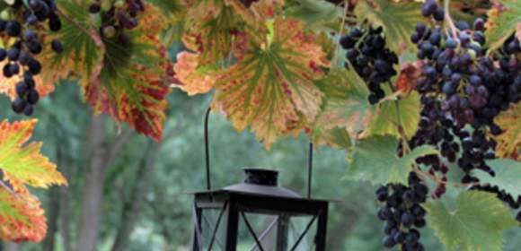 “Wein & Wandern” im Ahrtal