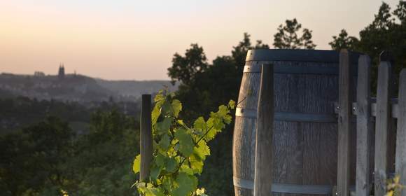 Weinberge, weinprobe, oldtimerbus, stadtführung, meißen