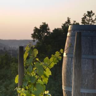 Weinberge, weinprobe, oldtimerbus, stadtführung, meißen