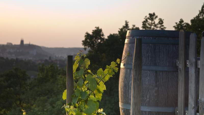 Weinberge, weinprobe, oldtimerbus, stadtführung, meißen