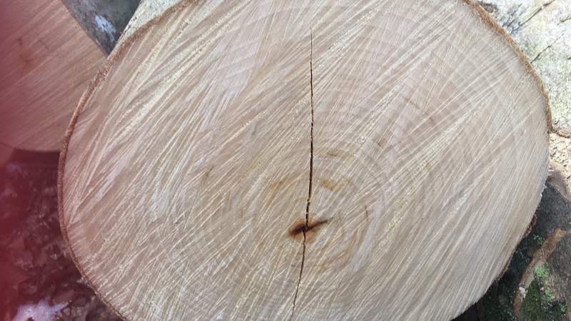 Baum Jahresringe