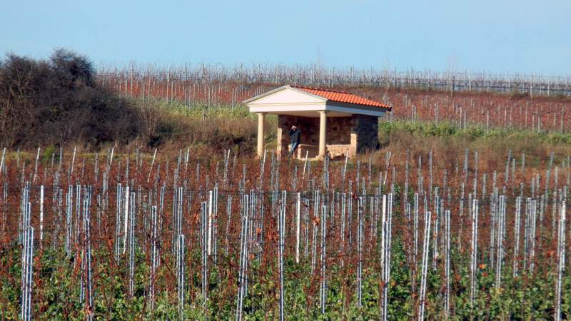 in den weinfelder der pfalz Wein Rallye Pfalz – mit allen Sinnen!