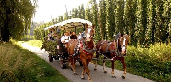 Hopfen und Malz im Überfluss