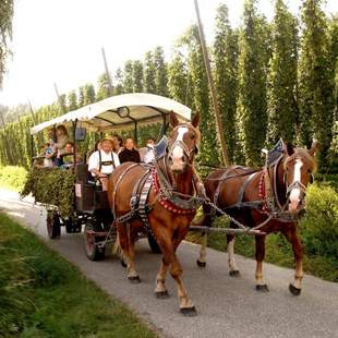 Hopfen und Malz im Überfluss