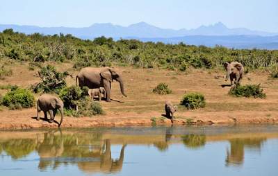 Incentivereise Afrika Elefanten