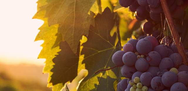 Incentive: Weinreise Mosel & Rhein