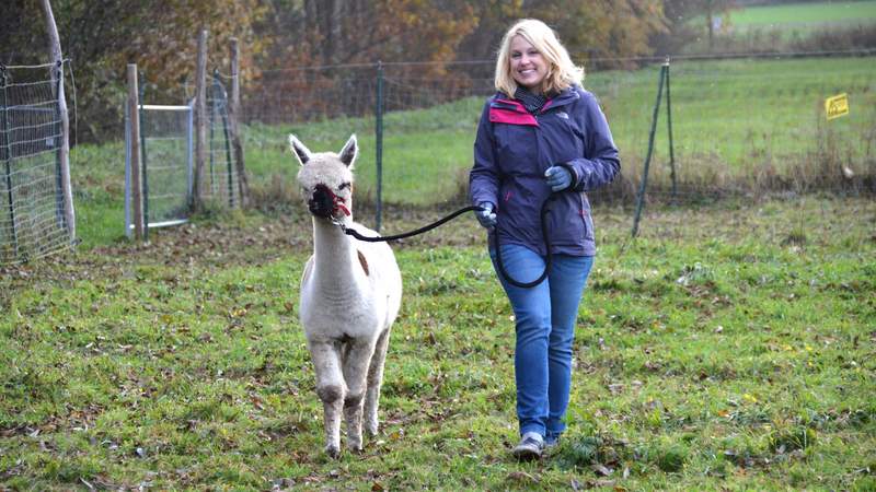 Kleine Auszeit mit Alpakas