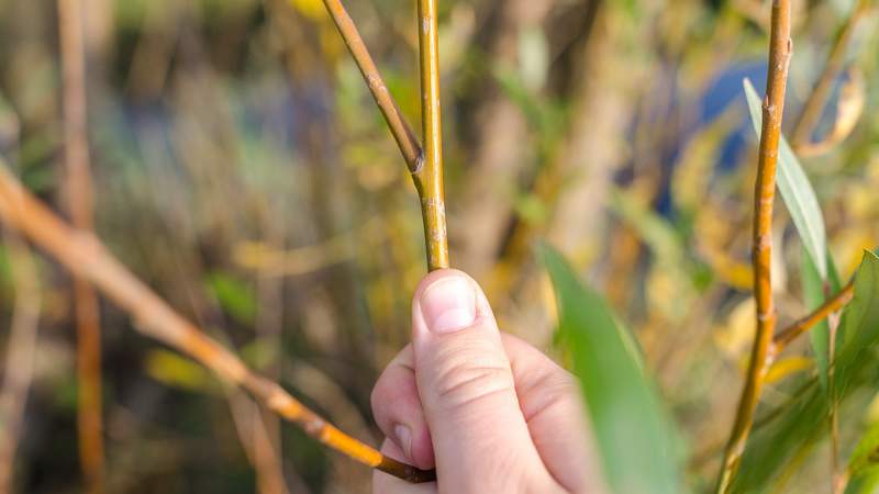 Teamaktivität: Den Wald „Klimafit“ machen