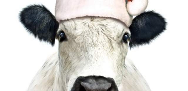 Weihnachtskuh DER WEIHNACHTSBAUER