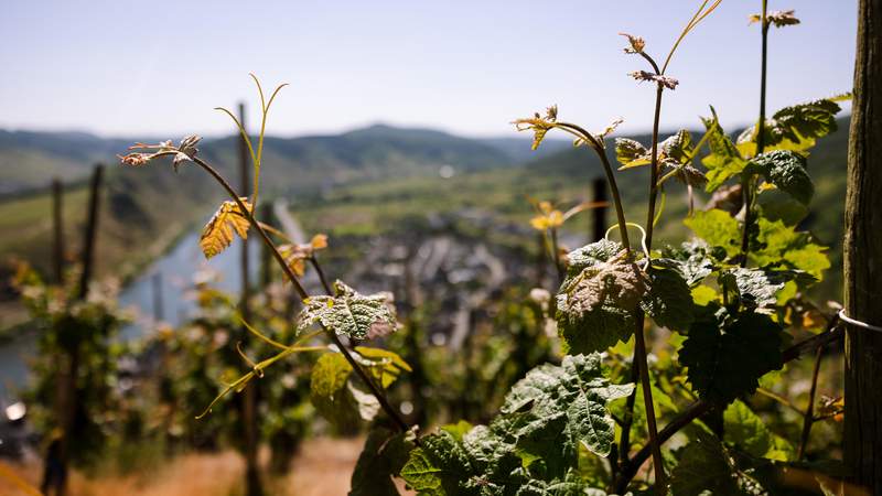 Mosel aus dem Weinberg