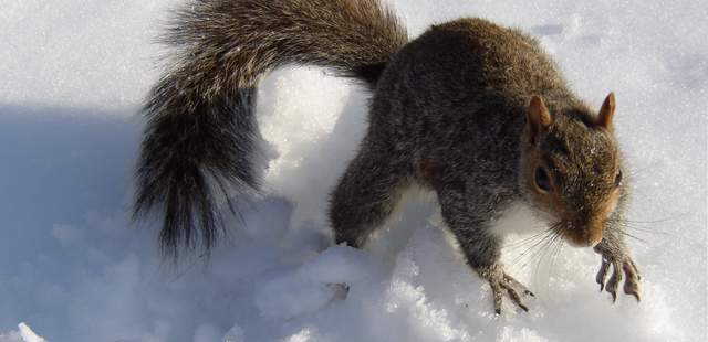 Eichhörnchen Das weihnachtliche Geocaching