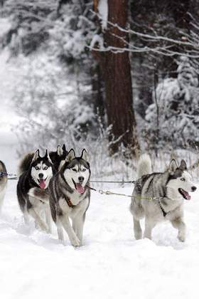 Hundeschlitten und Husky-Touren zu Ihrer Weihnachtsfeier